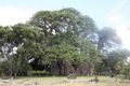 Sunland Baobab1.JPG