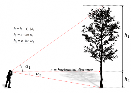 Tree height horizontal.png