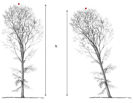 Tree height.jpg