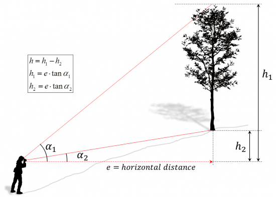 Tree height slope.png