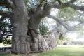 Sunland Baobab2.JPG