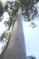 80j Eucalyptus grandis Westfalia Hans Merensky.JPG